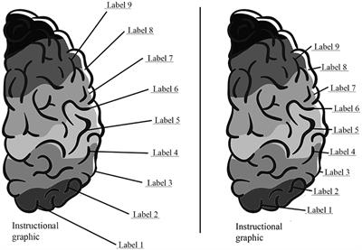 Frontiers | Spatial Continuity Effect Vs. Spatial Contiguity Failure ...